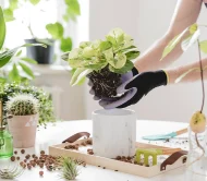 Coco Coir Pole1 - Image 5