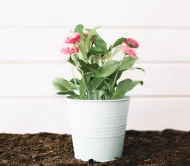 Coco Coir Pole1 - Image 2