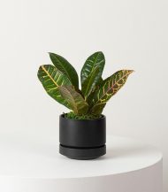 Golden Petra - Image 4