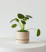 Pilea Peperomioides - Image 2