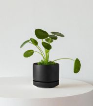 Pilea Peperomioides - Image 4