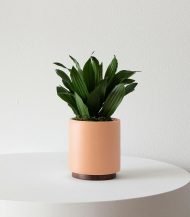 Dracaena Compacta - Image 2