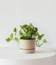 N’joy Pothos - Image 2