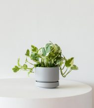 N’joy Pothos - Image 3
