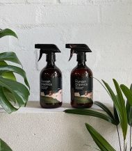 Peperomia Obtusifolia - Image 4